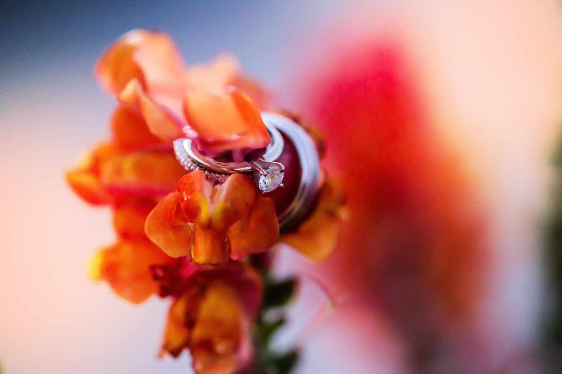 colorful wedding rings on red and orange flowers