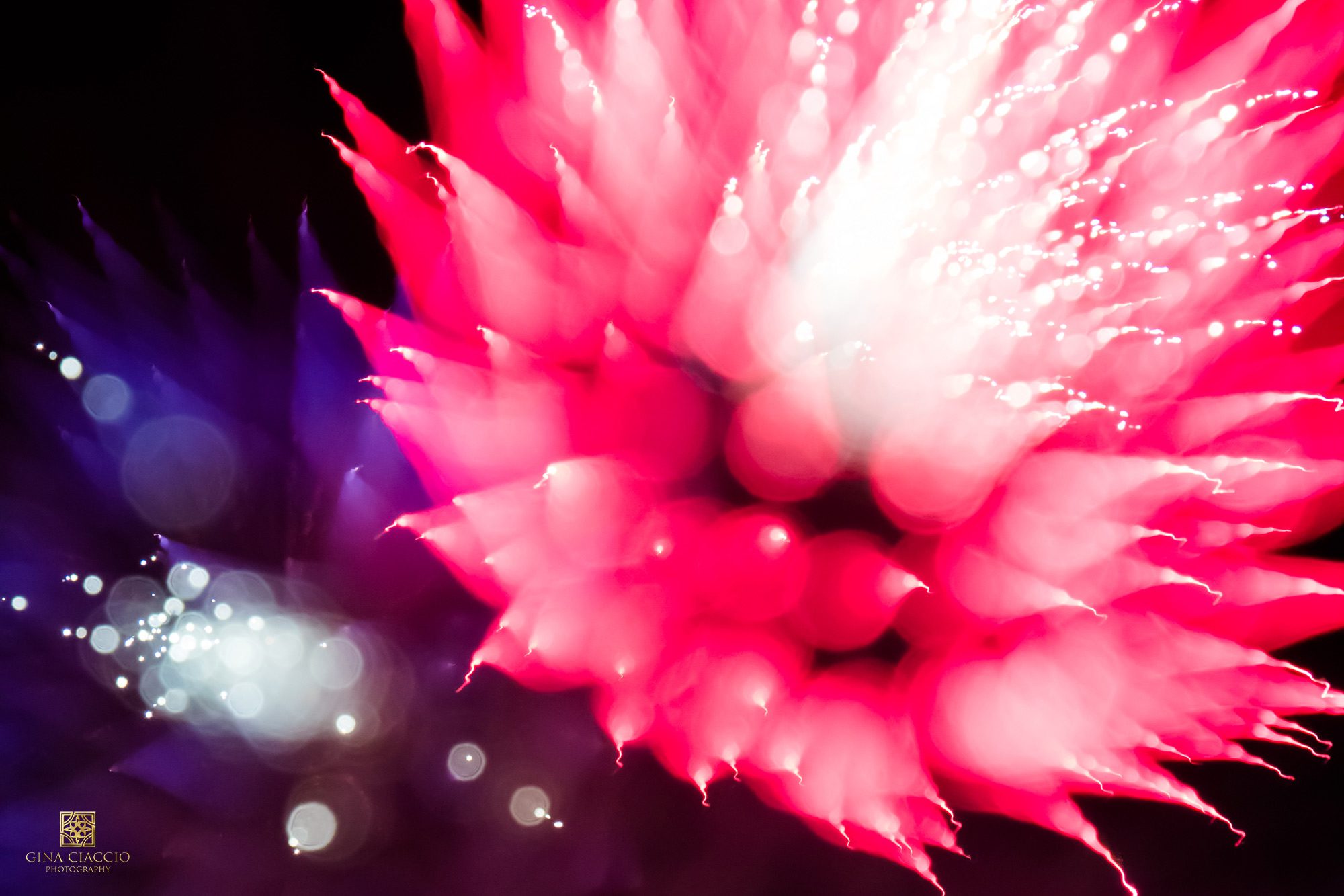 Blue and red fireworks that look like flowers by Gina Ciaccio Photography