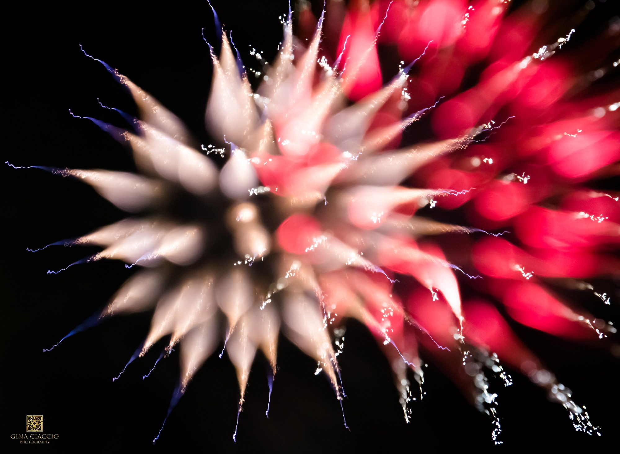 White and red el paso fireworks that look like flowers by Gina Ciaccio Photography